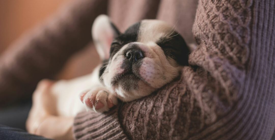 De voordelen van omega 3 voor je hond 1 De voordelen van omega 3 voor je hond
