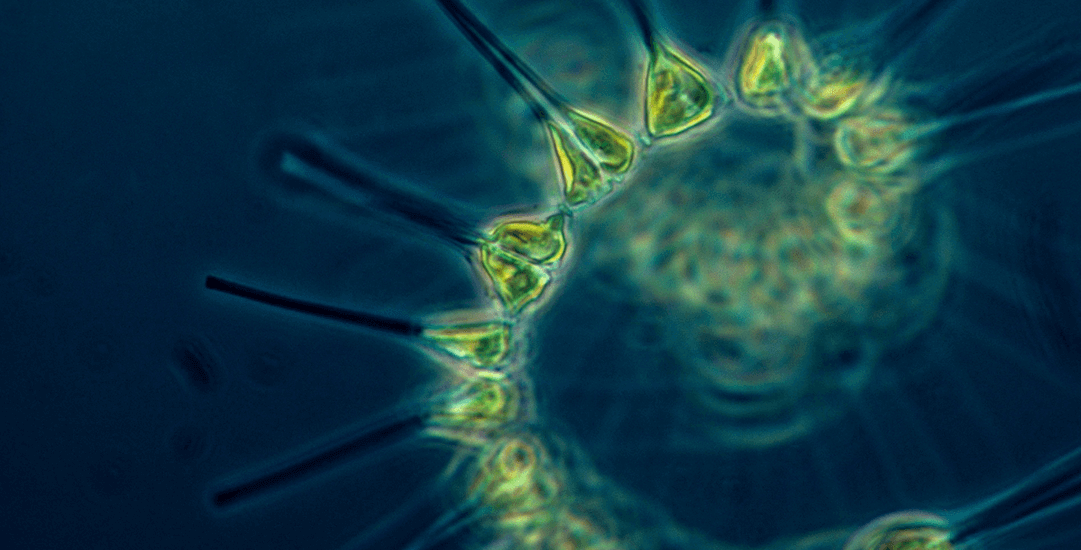 Wat is fytoplankton en waar vind je het? 1 Wat is fytoplankton en waar vind je het?