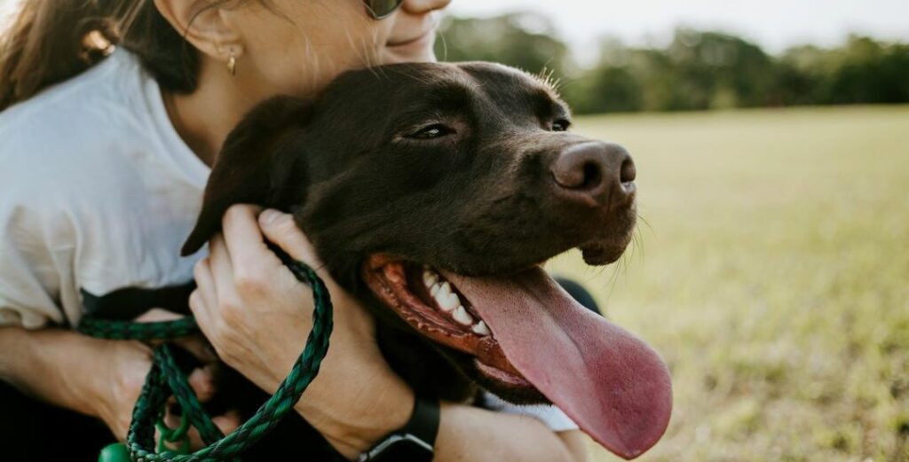 Waarom zalmolie voor je hond?