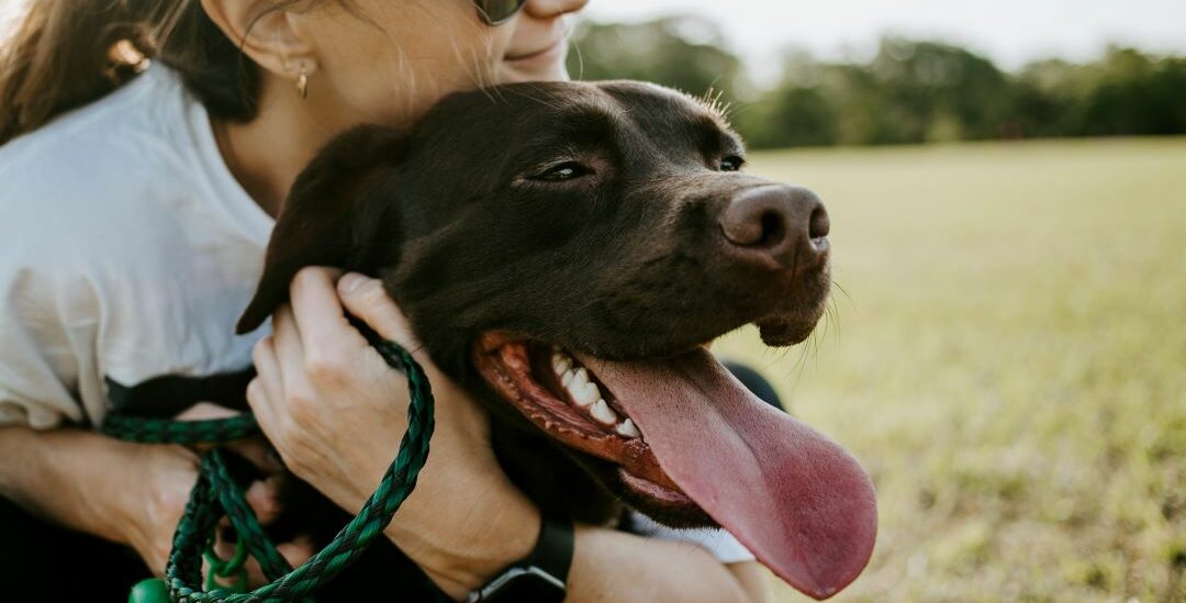 Waarom zalmolie voor je hond? 1 Waarom zalmolie voor je hond?