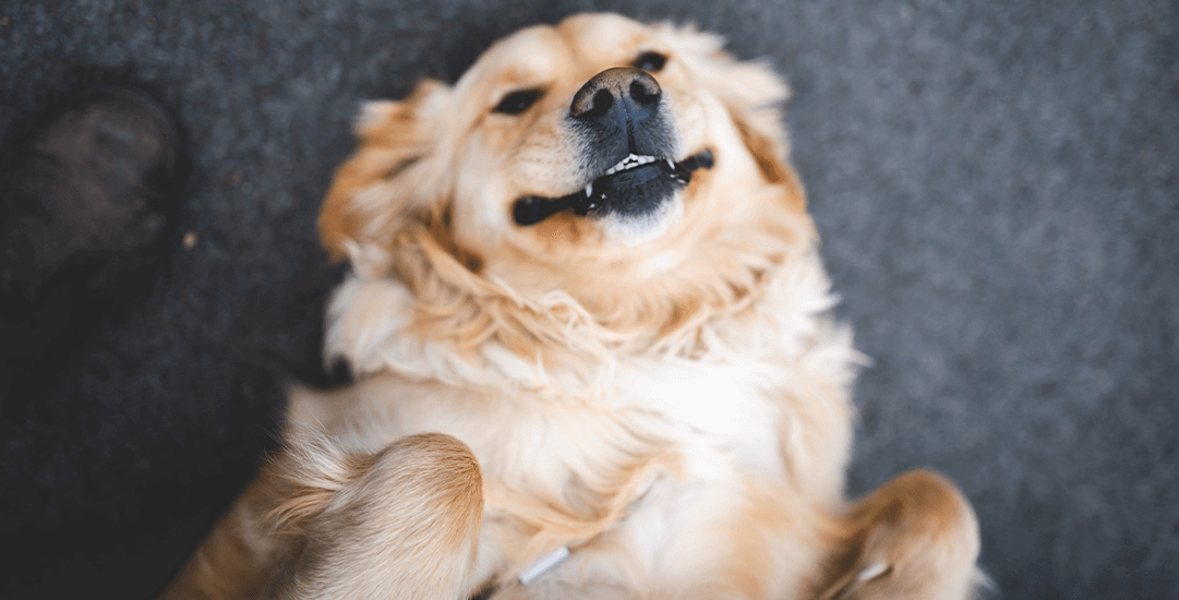5 redenen waarom msc visolie van wilde vis een beter alternatief is dan olie van gekweekte zalm voor hond en kat 1 5 redenen waarom msc visolie van wilde vis een beter alternatief is dan olie van gekweekte zalm voor hond en kat
